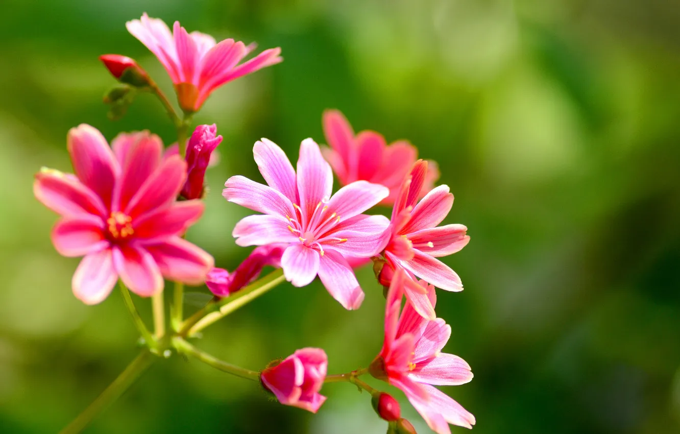 Photo wallpaper macro, nature, plant, petals, inflorescence