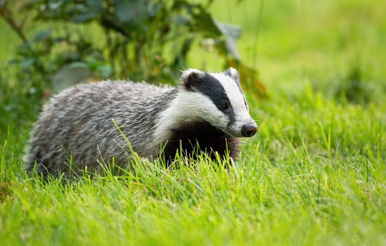 Photo wallpaper grass, glade, badger