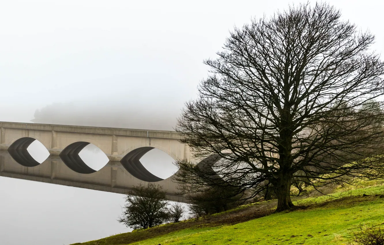 Photo wallpaper bridge, fog, tree, arch