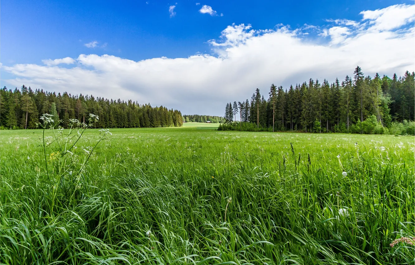 Photo wallpaper grass, forest, sky, trees, field, landscape