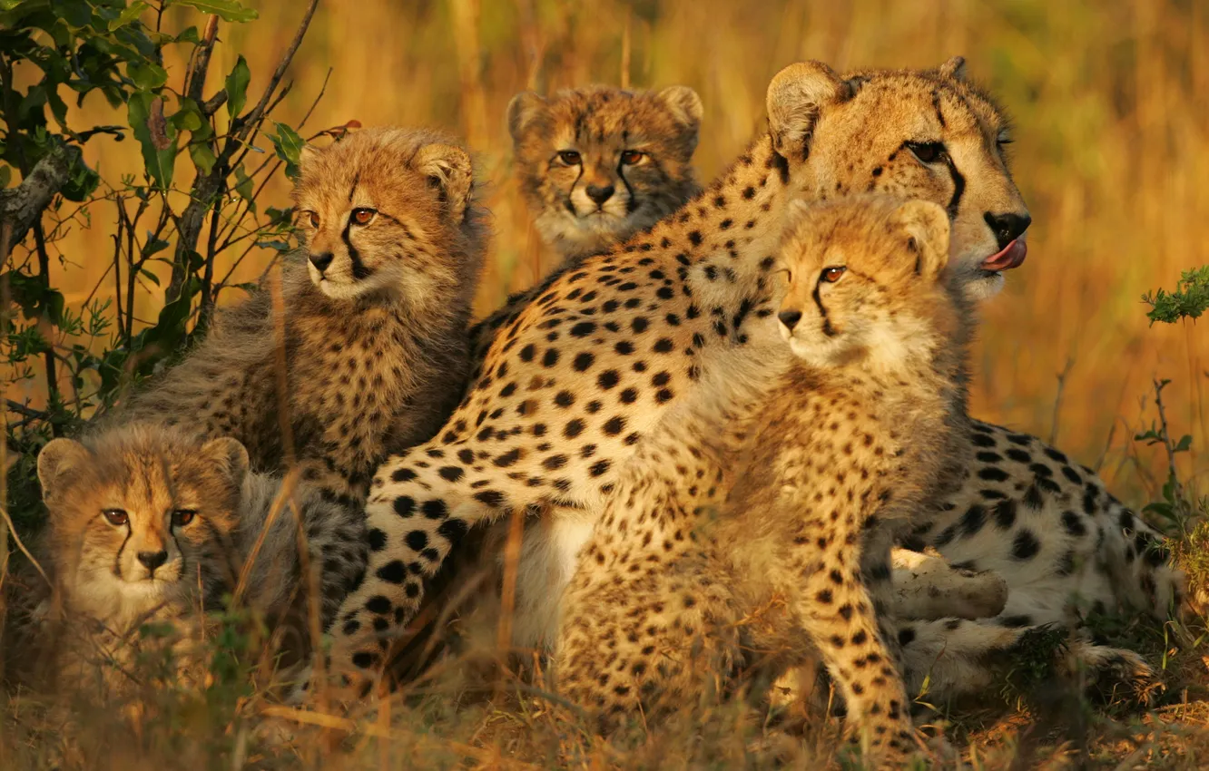 Photo wallpaper Cheetah, cub, mom, family