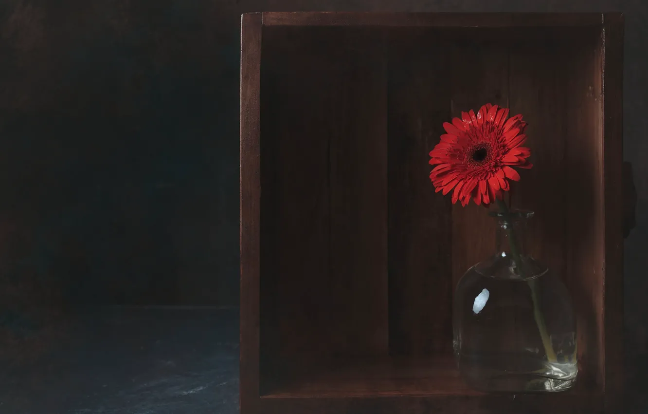 Photo wallpaper red, bottle, box, gerbera