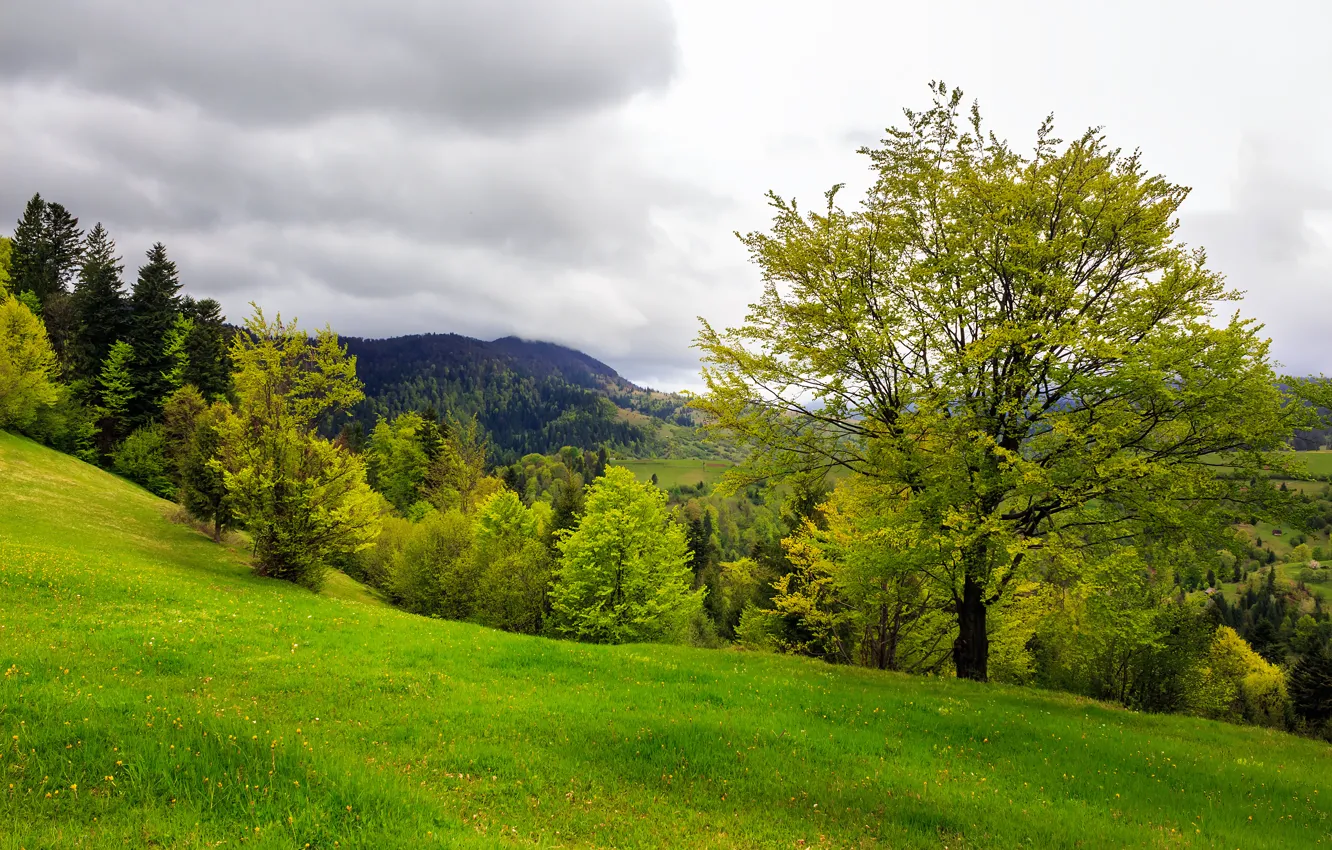 Photo wallpaper trees, mountains, nature, clearing, trees, nature, mountains, lawn