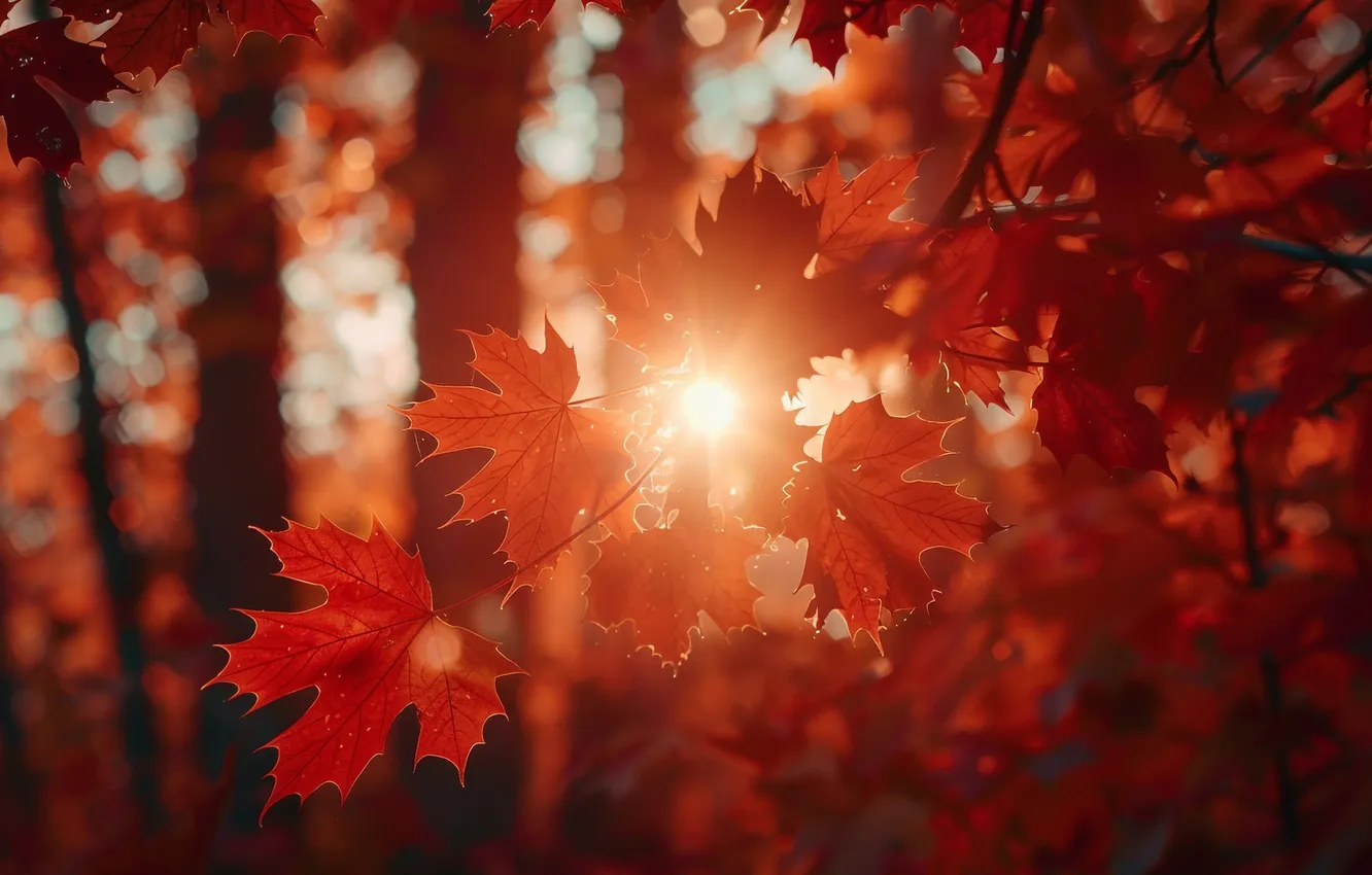Photo wallpaper autumn, forest, the sun, rays, trees, branches, red, Park