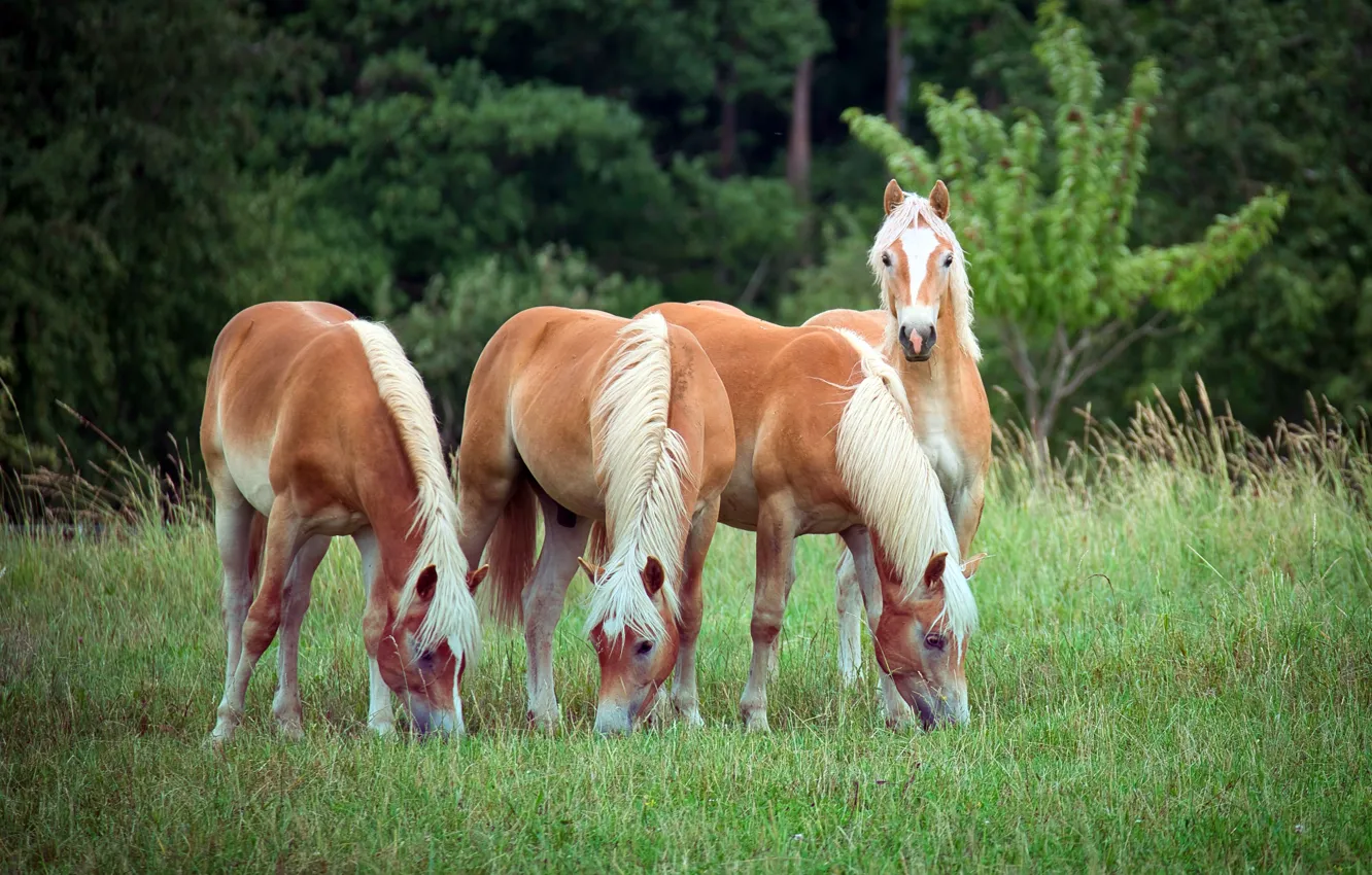 Photo wallpaper forest, nature, horse, glade, horse, red, grazing