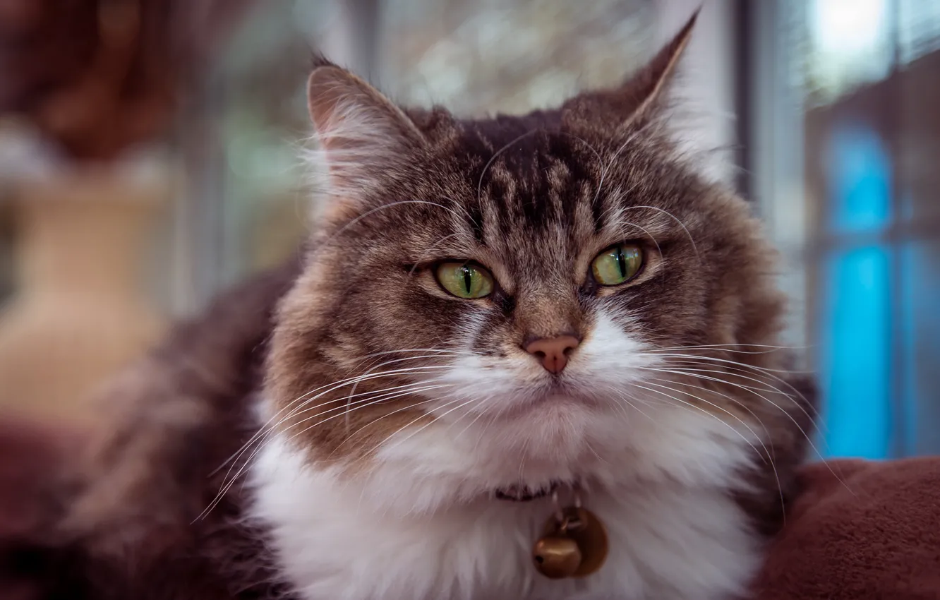 Photo wallpaper cat, cat, look, face, portrait, fluffy, lies, collar