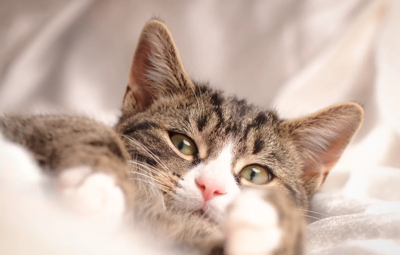 Photo wallpaper eyes, cat, look, cat