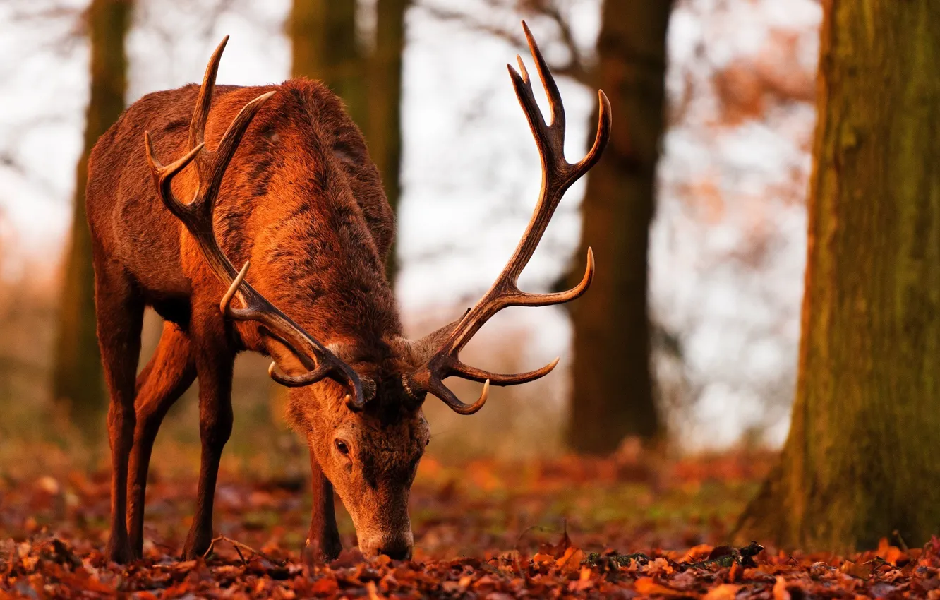 Photo wallpaper autumn, light, foliage, deer, horns