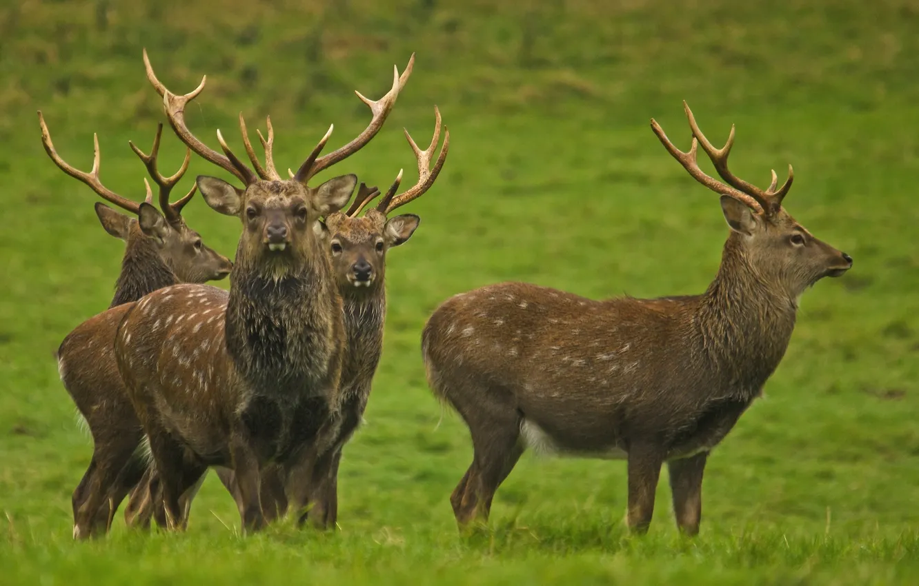 Photo wallpaper deer, horns, the herd