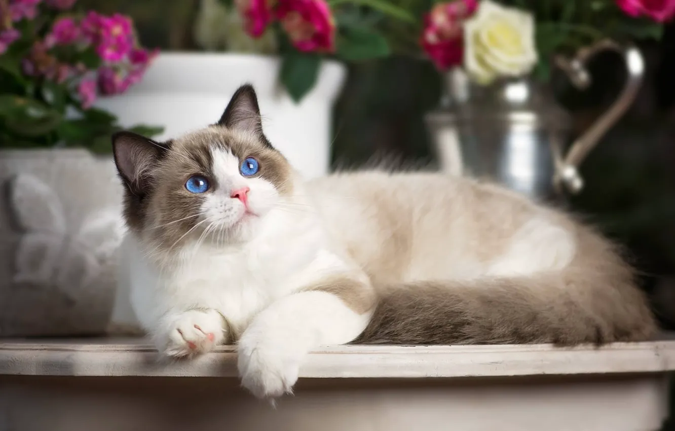 Photo wallpaper cat, look, blue eyes, Ragdoll