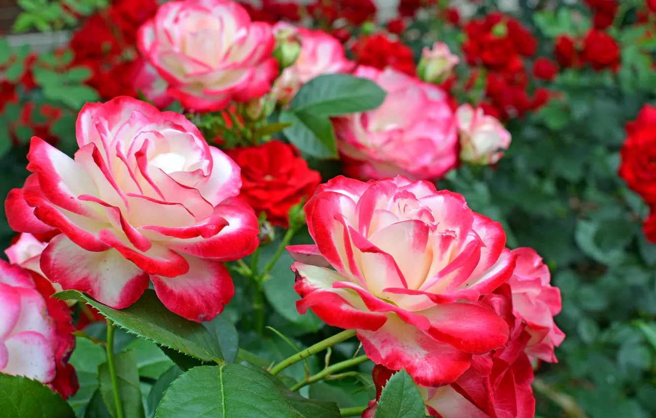 Photo wallpaper bright, roses, motley