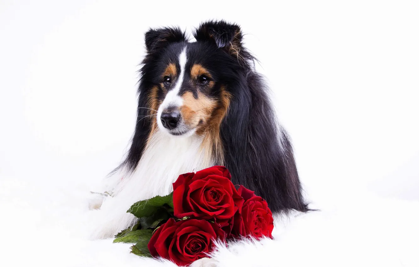 Photo wallpaper flowers, animal, roses, dog, dog, collie