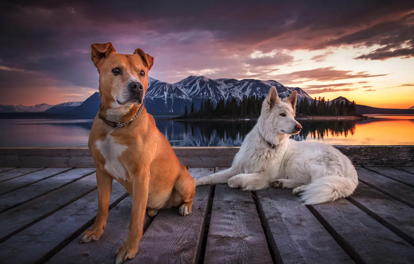 Photo wallpaper the sky, clouds, mountains, pierce, Dogs