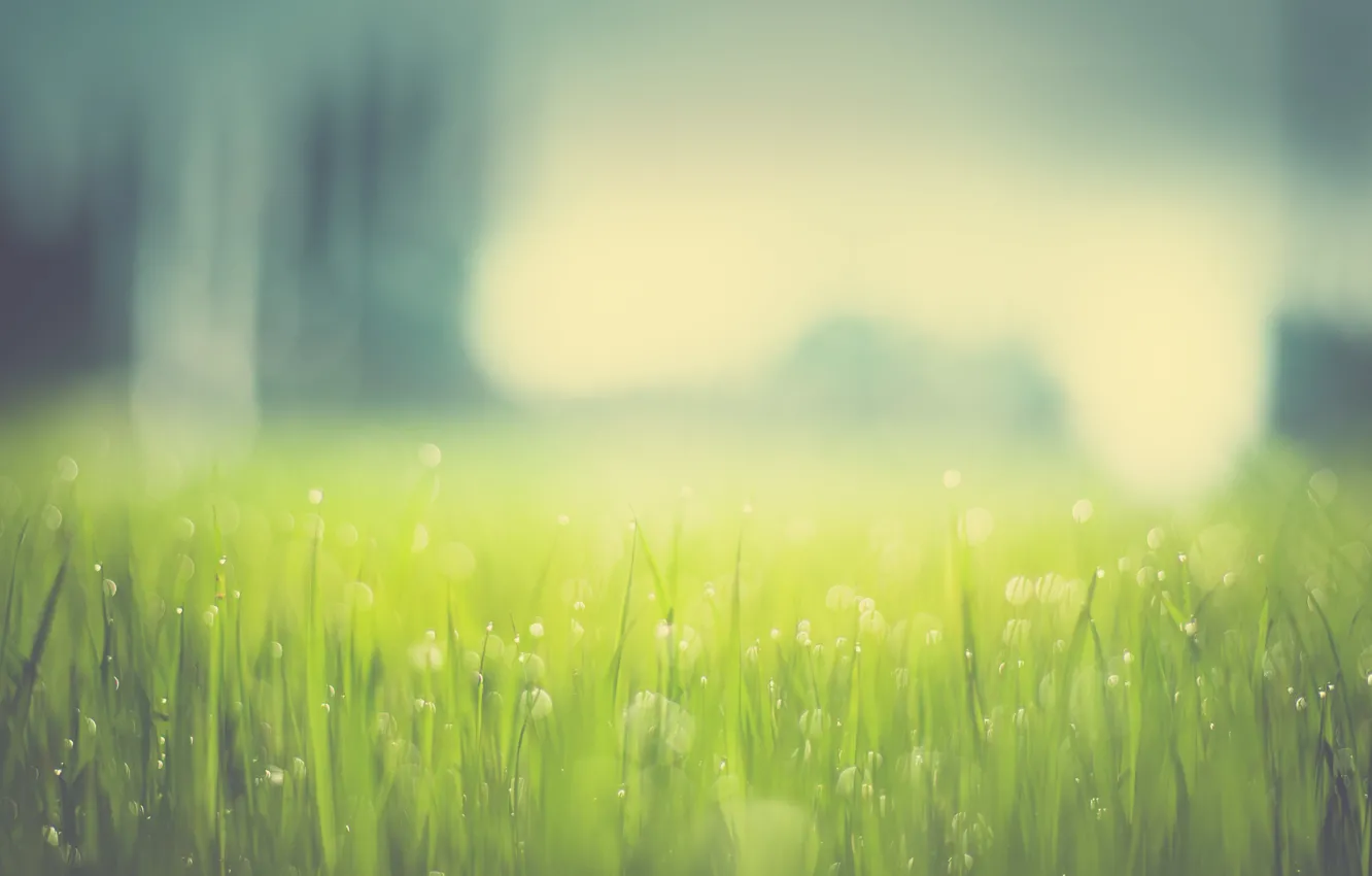 Photo wallpaper grass, drops, bokeh