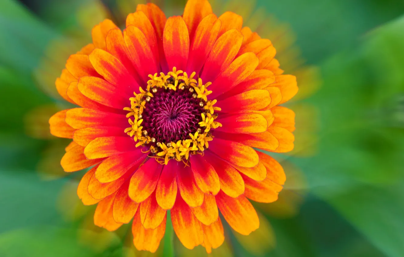 Photo wallpaper flowers, nature, petals