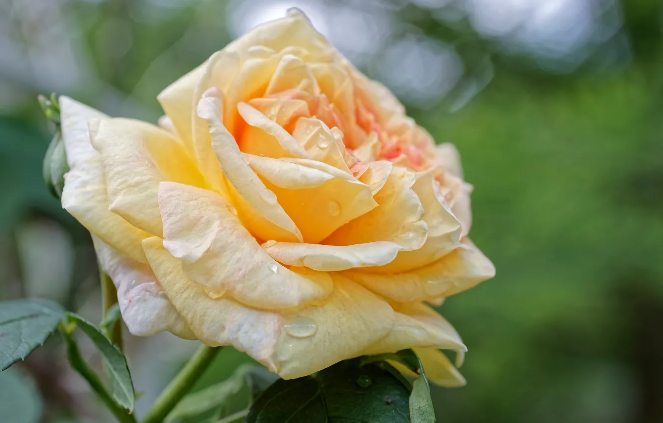Photo wallpaper drops, macro, flowers, yellow, roses, bokeh