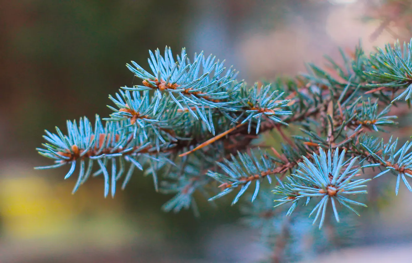 Photo wallpaper tree, spruce, twig