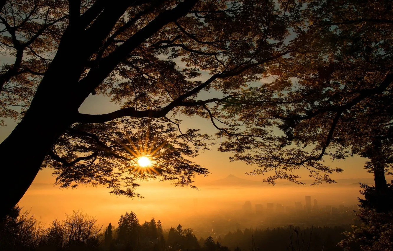Photo wallpaper leaves, trees, sunset, fog