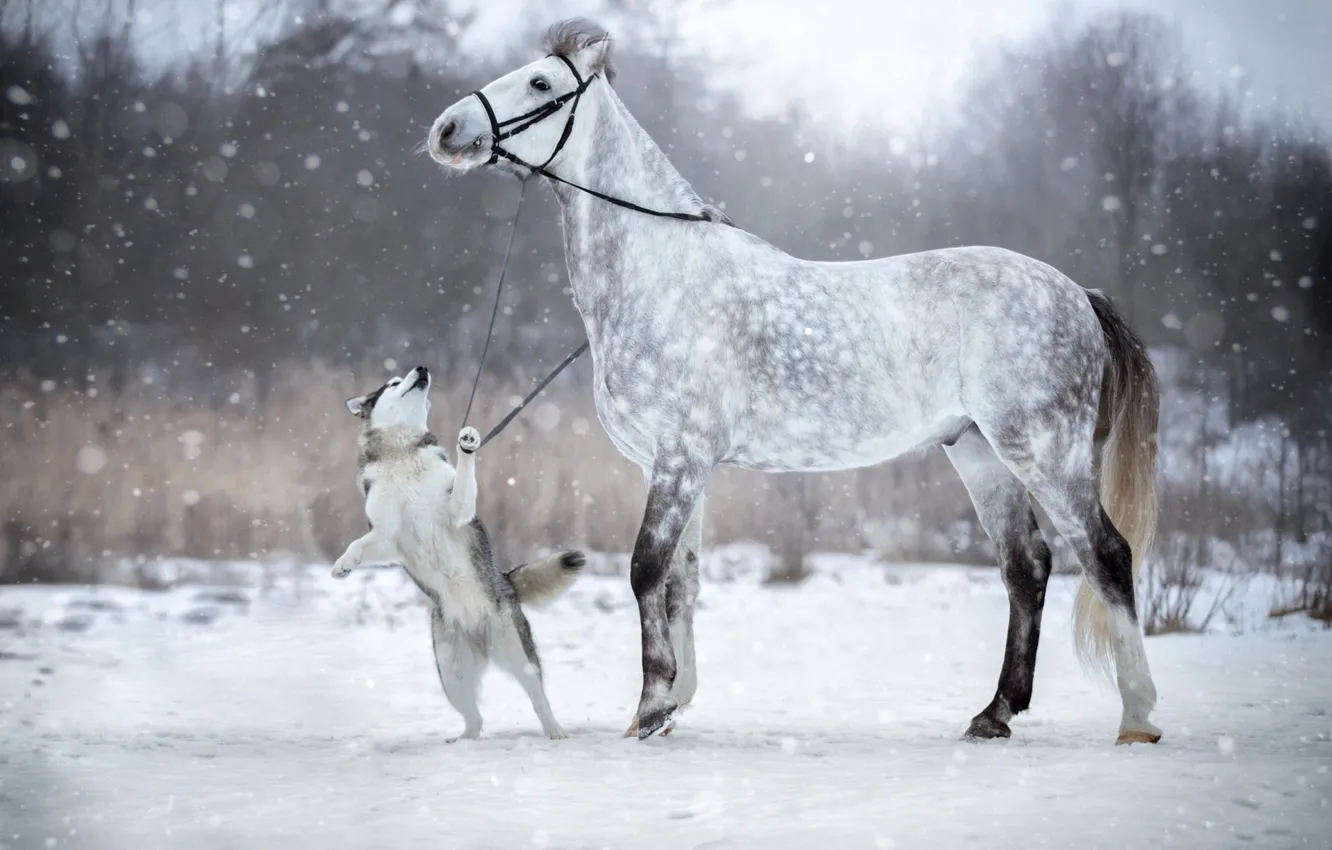 Photo wallpaper winter, snow, horse, dog, bridle