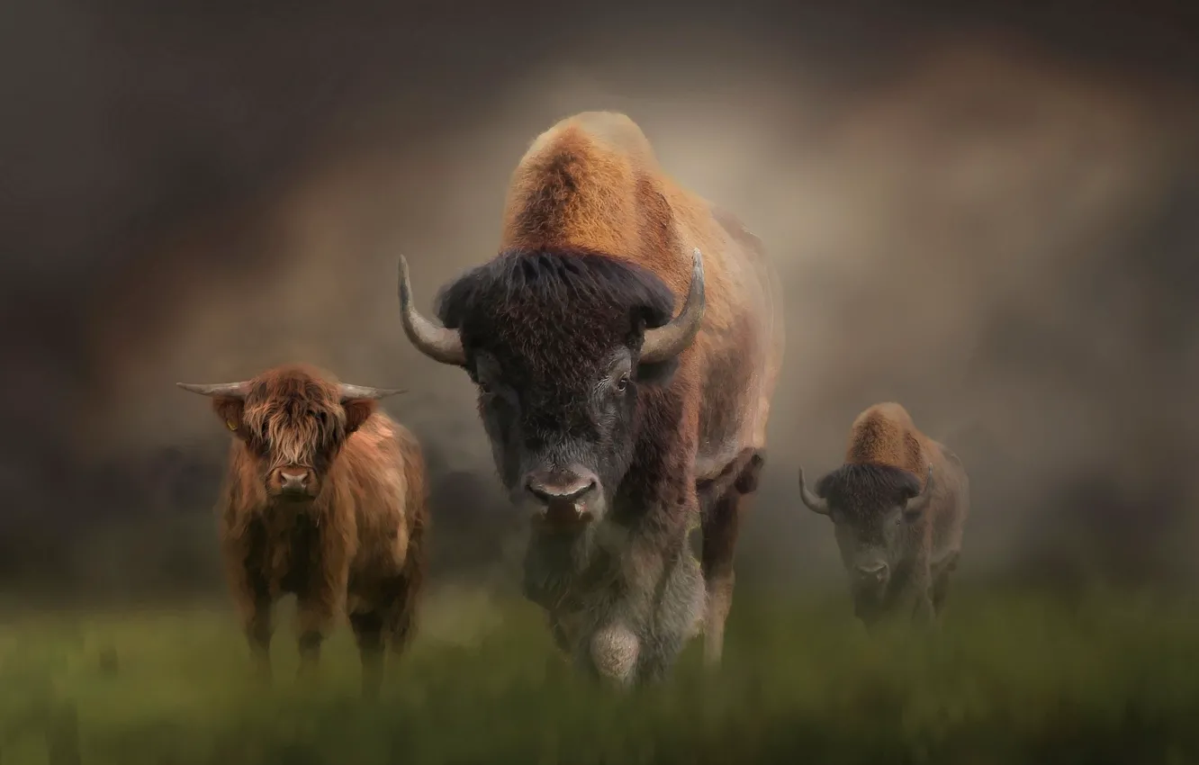 Photo wallpaper animal, Bison, cubs