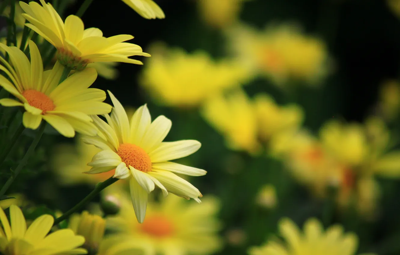 Photo wallpaper flowers, stems, petals, blur, yellow