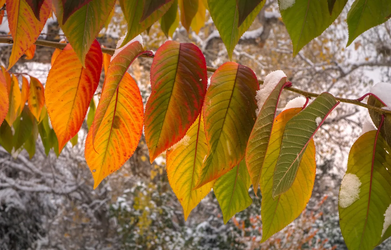 Photo wallpaper autumn, leaves, macro, snow, branch