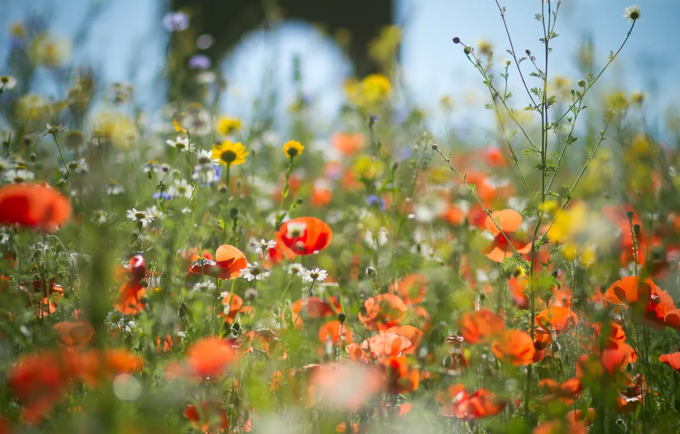 Photo wallpaper grass, flowers, red, Maki, petals