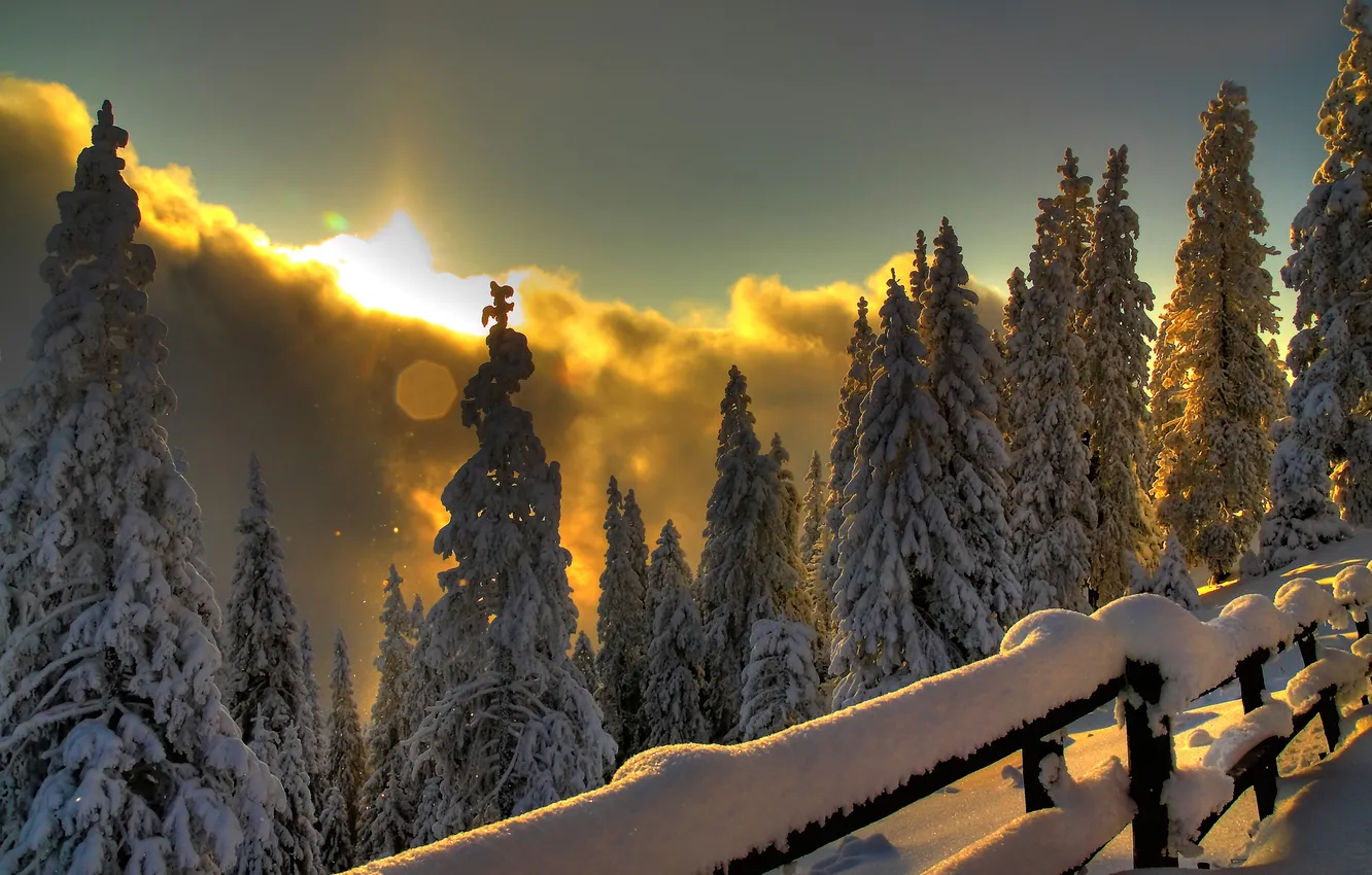 Photo wallpaper winter, forest, light, mountains