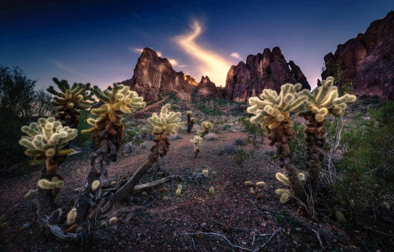 Photo wallpaper landscape, mountains, nature, AZ, cacti, USA, national Park, Cholla Cactus Garden