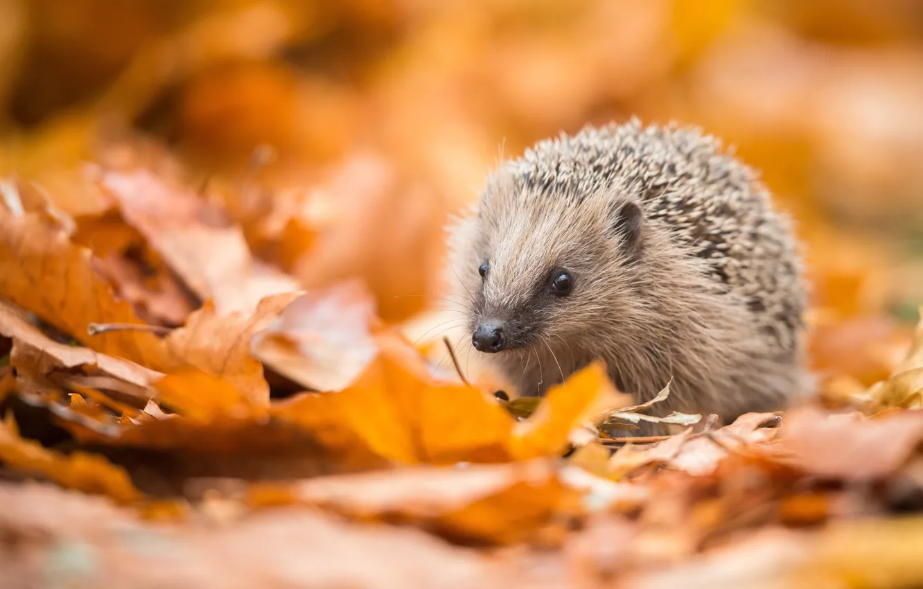 Photo wallpaper autumn, look, foliage, muzzle, hedgehog, bokeh, autumn leaves, hedgehog