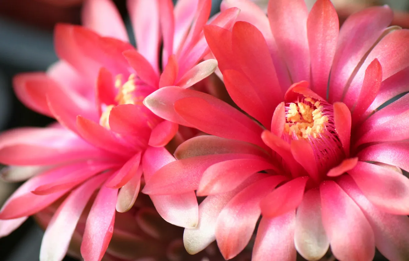 Photo wallpaper macro, nature, petals, cactus