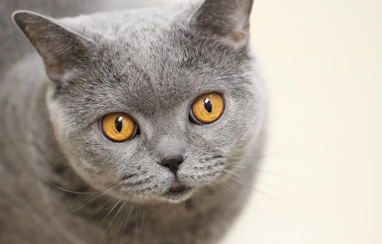 Photo wallpaper cat, eyes, look, background