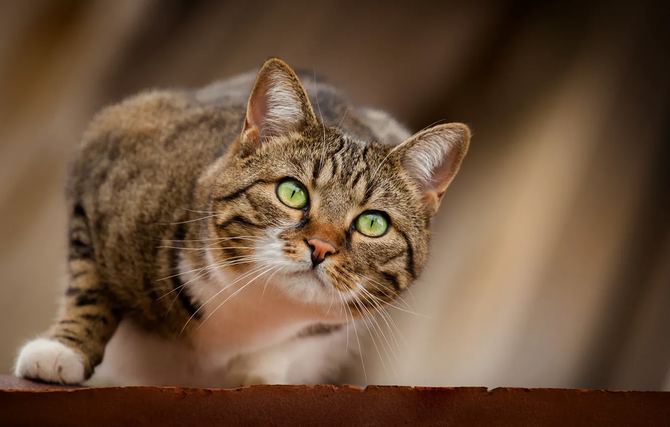 Photo wallpaper cat, cat, look, muzzle, hunting, hunter