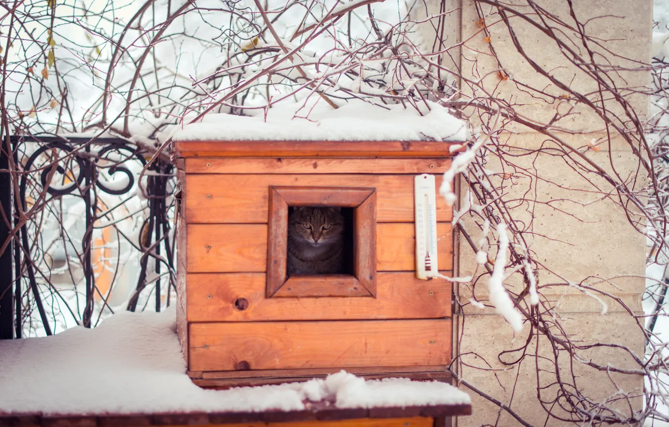 Photo wallpaper winter, cat, cat, look, snow, branches, nature, fence