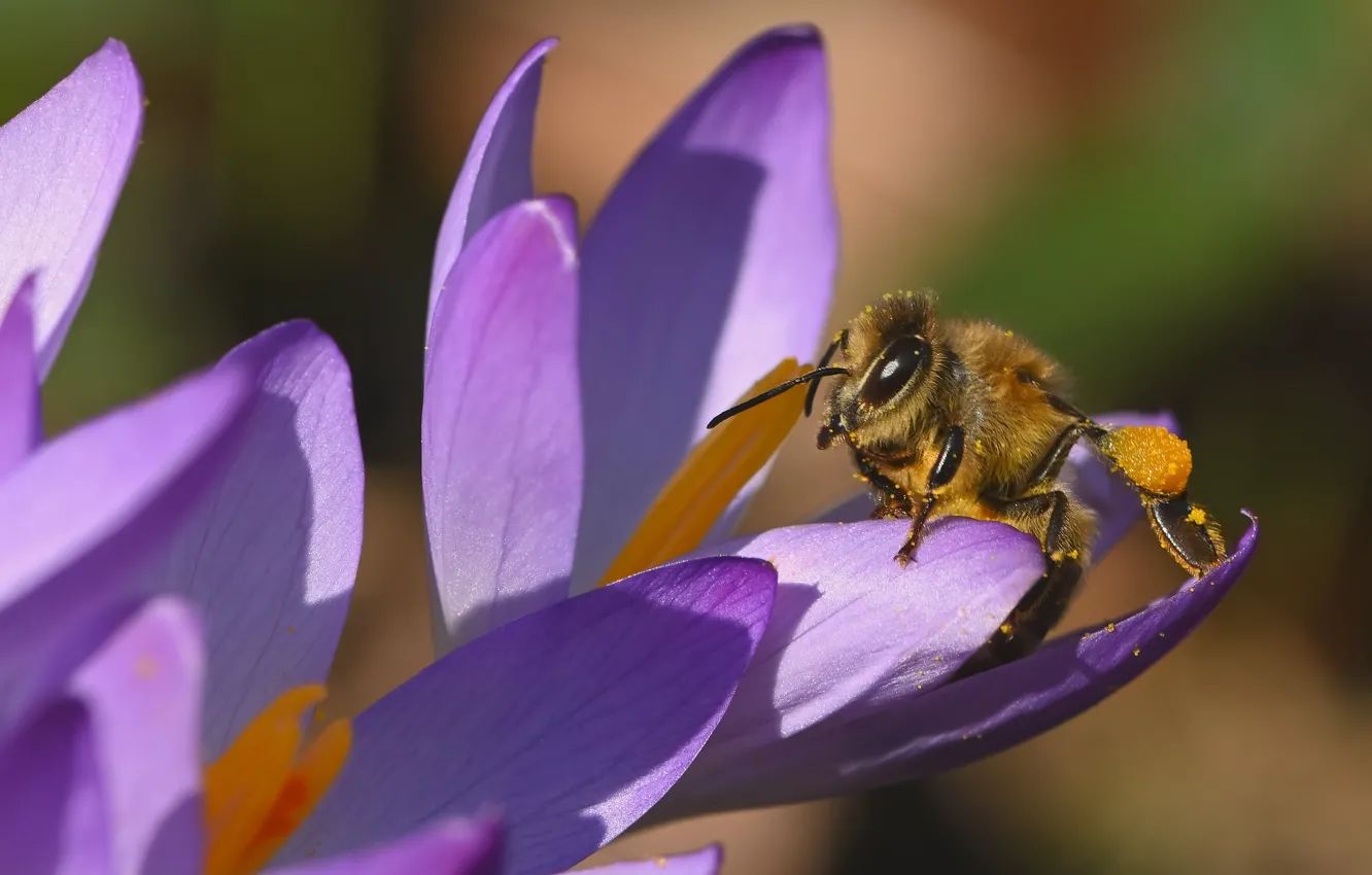 Photo wallpaper macro, bee, spring, petals, crocuses, insect, saffron