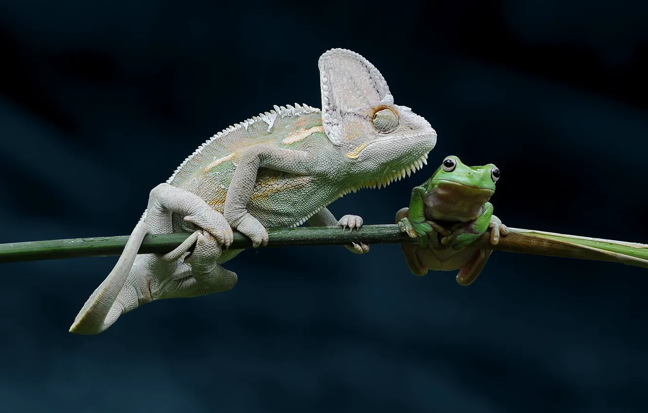 Photo wallpaper look, pose, chameleon, the dark background, background, each, frog, stem