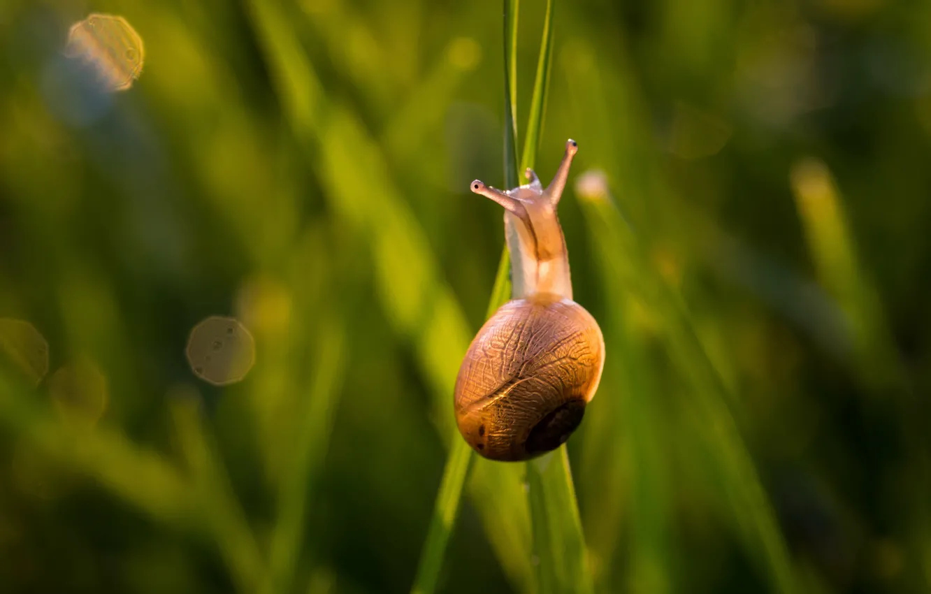 Photo wallpaper summer, grass, macro, light, pose, snail, sink, shell