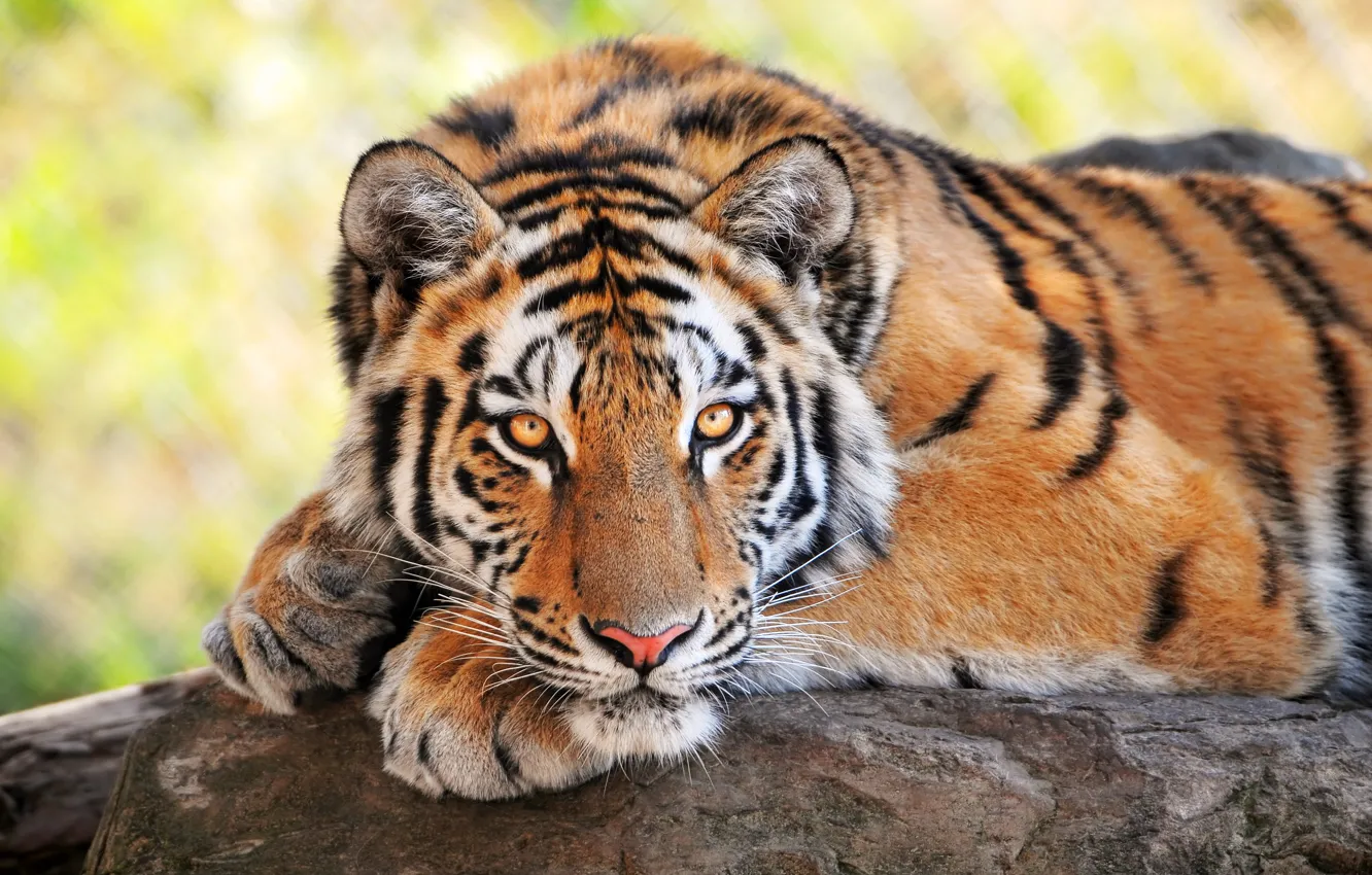 Photo wallpaper tiger, wild cats, looks, young