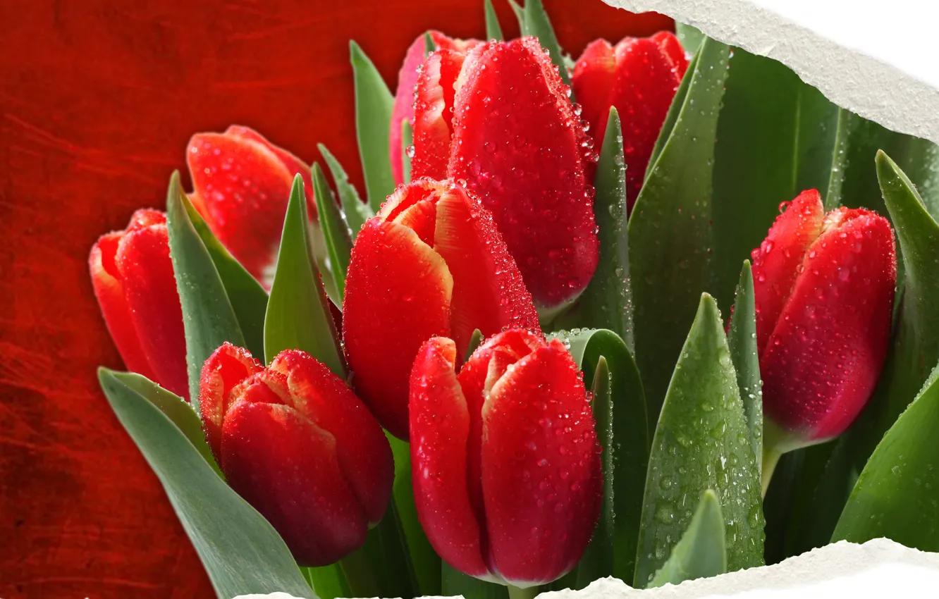 Photo wallpaper Nature, flowers, spring, colorful tulips