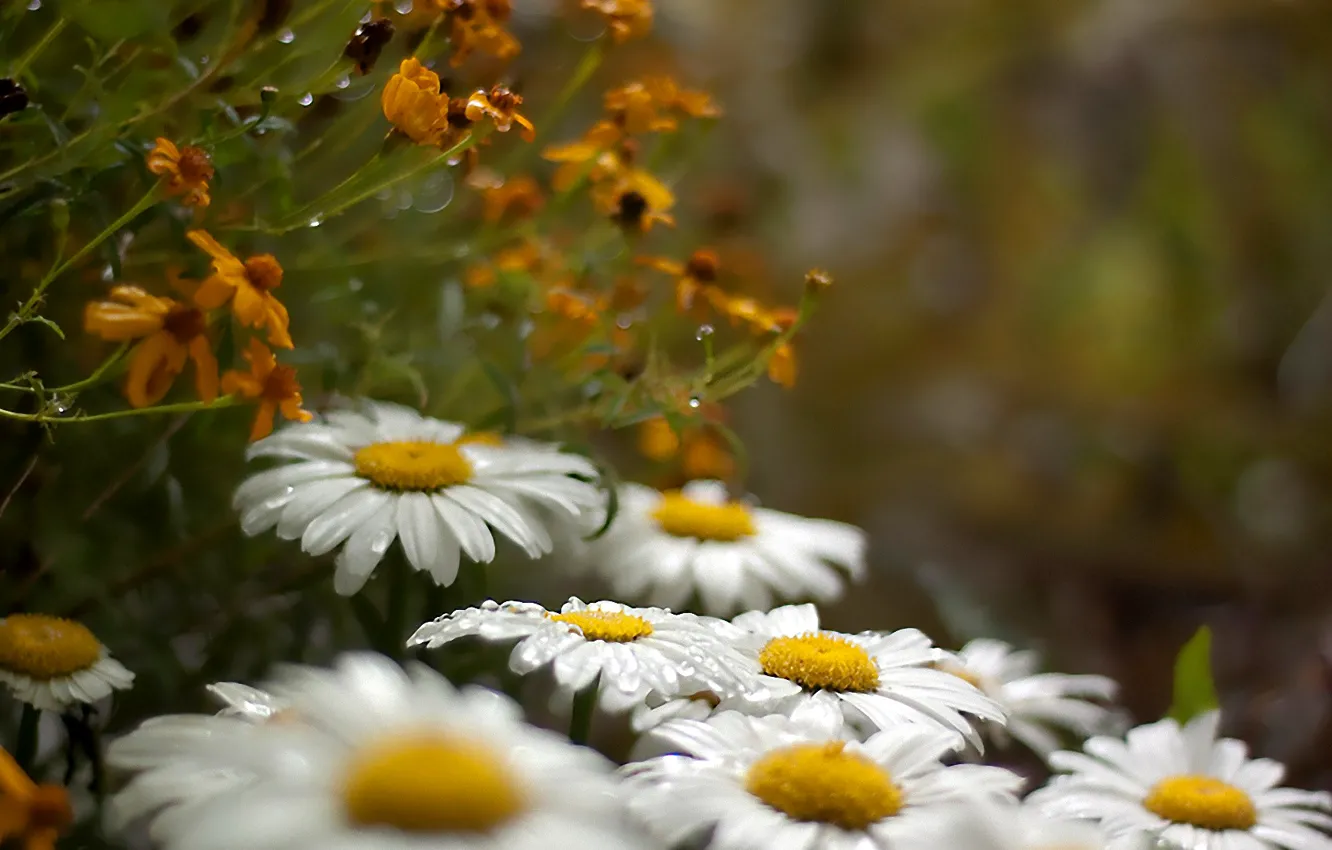 Photo wallpaper field, drops, Rosa, chamomile, petals, meadow