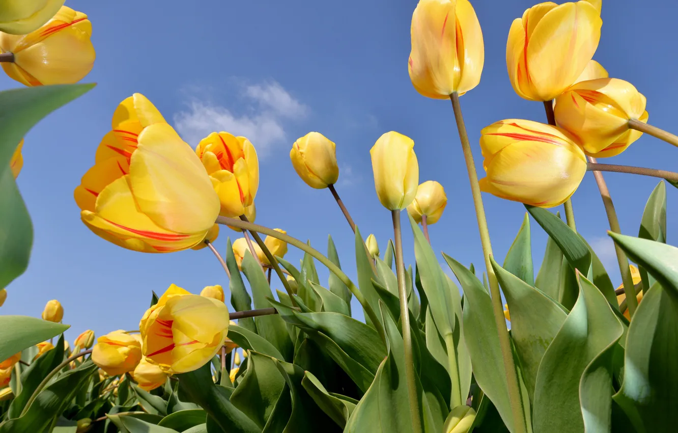 Photo wallpaper the sky, flowers, nature, tulips