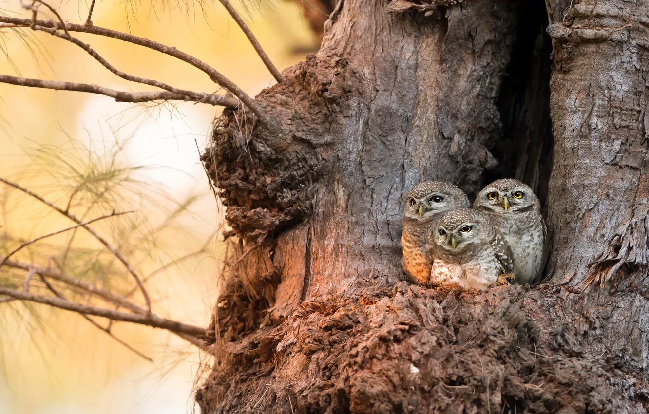 Photo wallpaper trees, owl, bird, owl, sychik