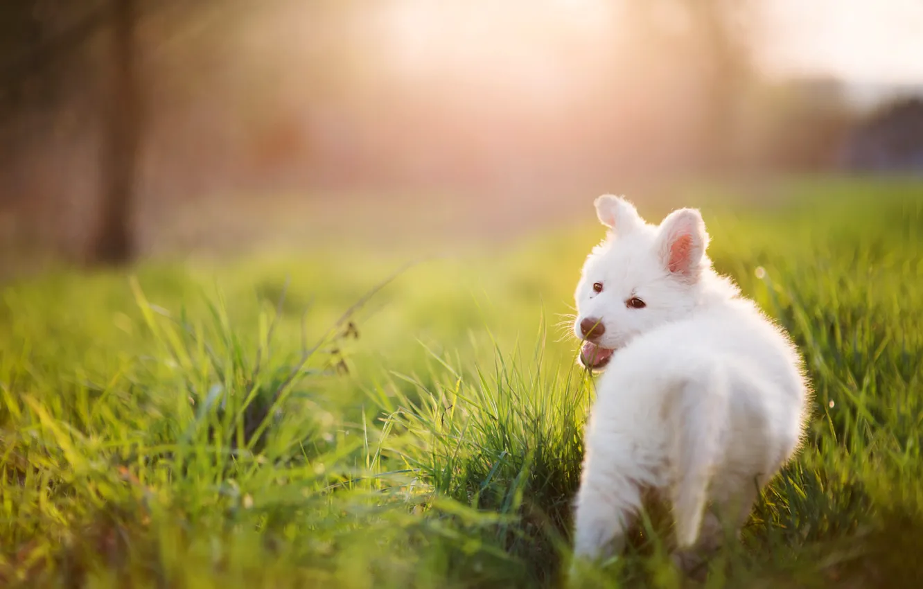 Photo wallpaper white, summer, grass, dog, puppy