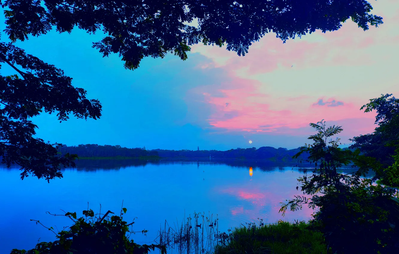 Photo wallpaper water, plants, dawn, bushes, reflection, woods, sun, sky