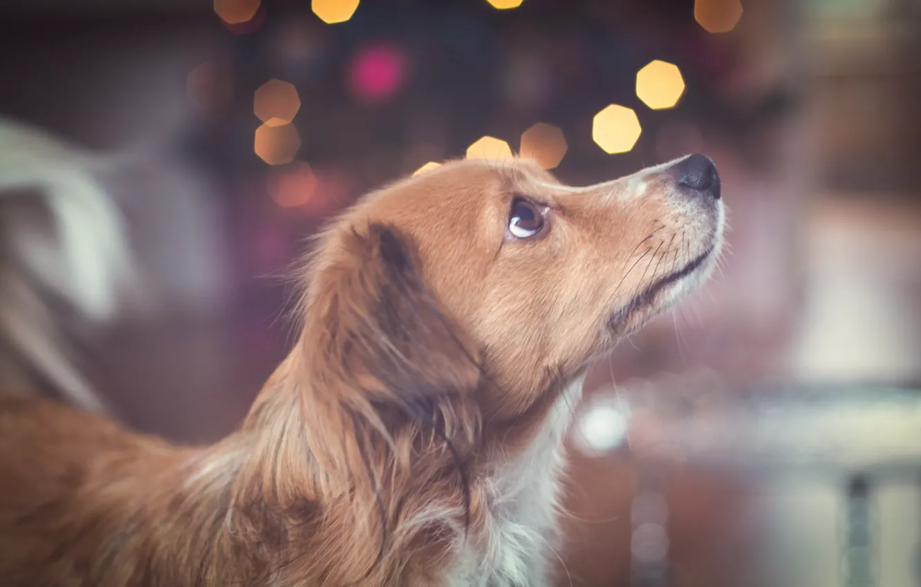 Photo wallpaper look, each, dog