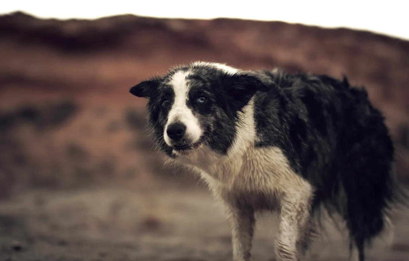 Photo wallpaper look, background, dog, grin