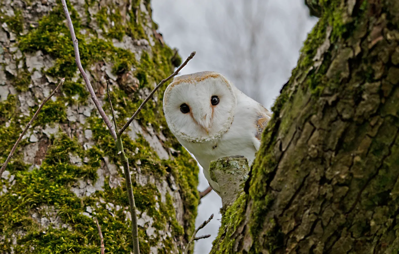 Photo wallpaper tree, owl, bird