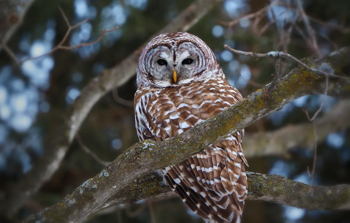 Photo wallpaper look, trees, branches, owl, bird, owl