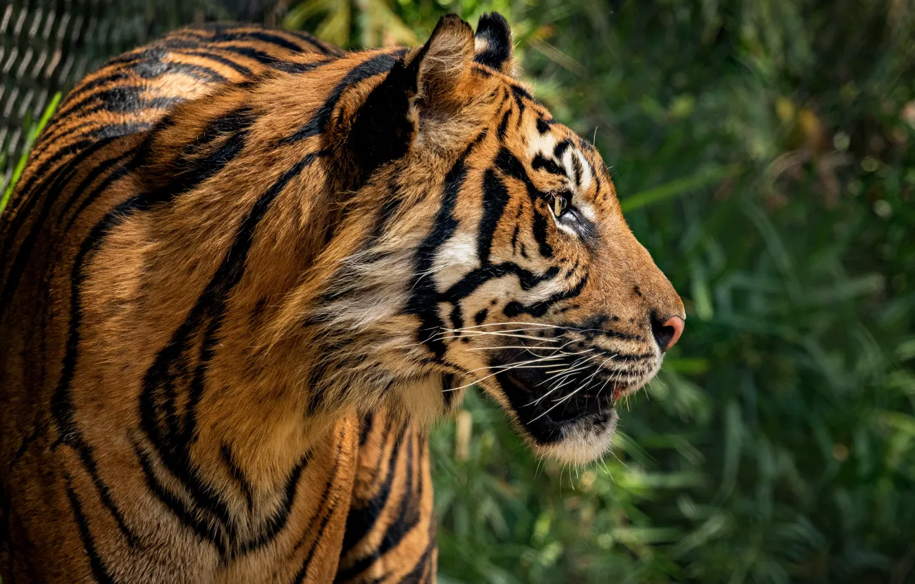 Photo wallpaper grass, look, face, nature, tiger, green, background, portrait