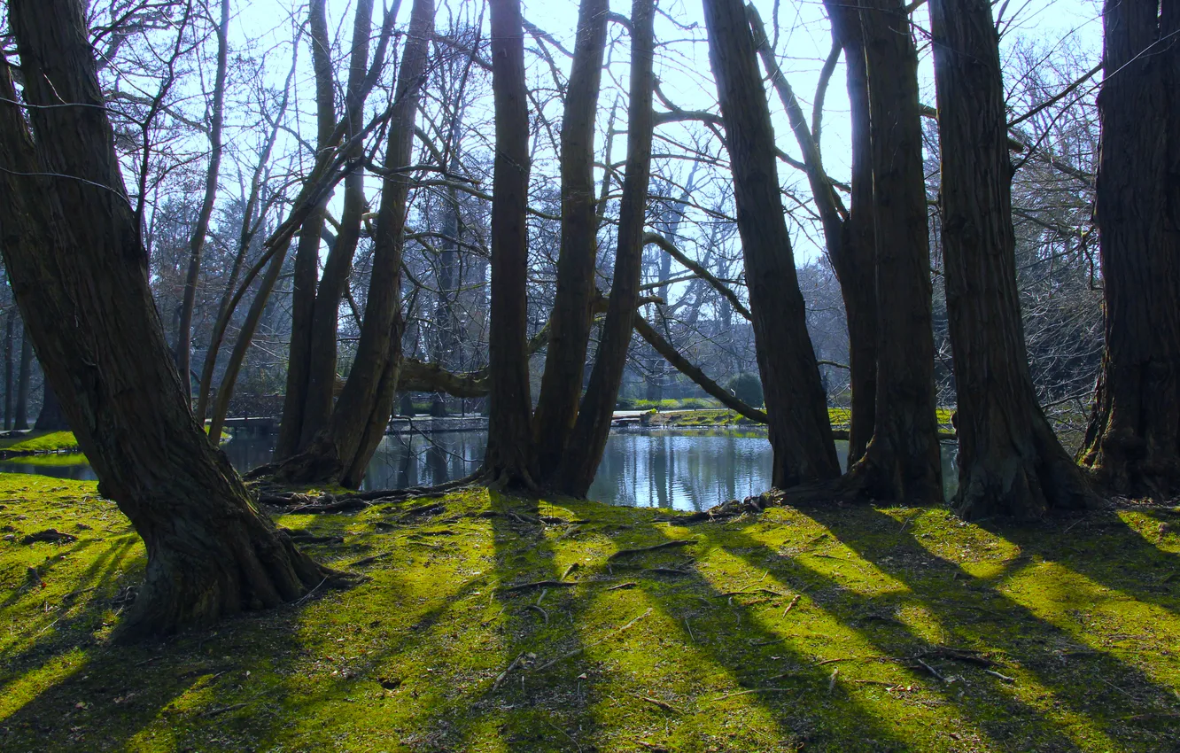 Photo wallpaper park, tree, pond